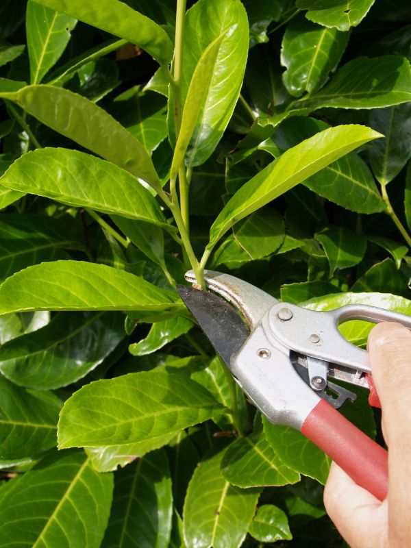 Laurel Cutting