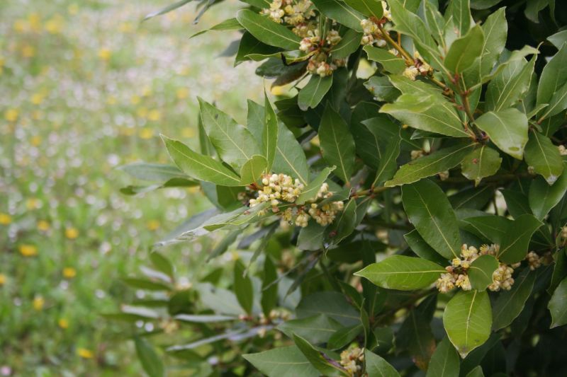 Laurel Cutting in Spring