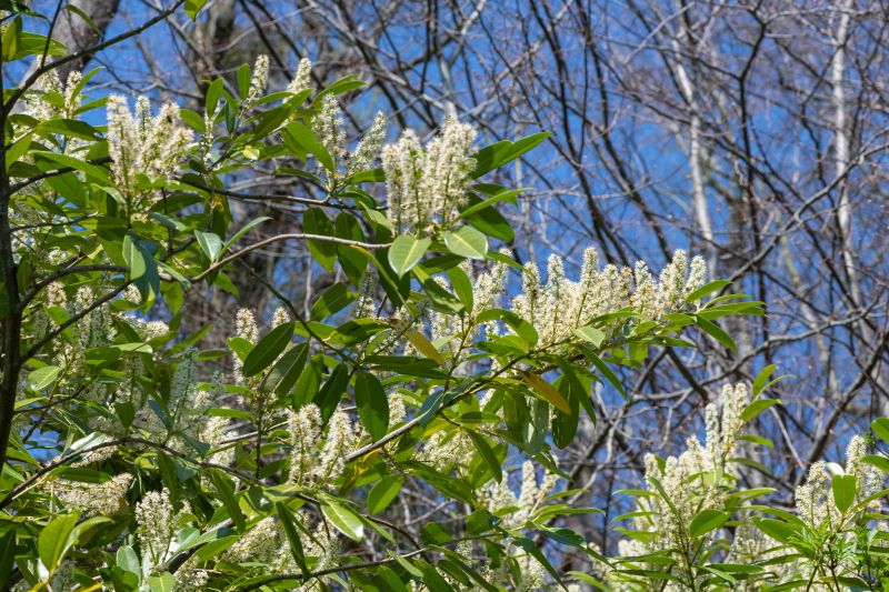 Summer Laurel Growth