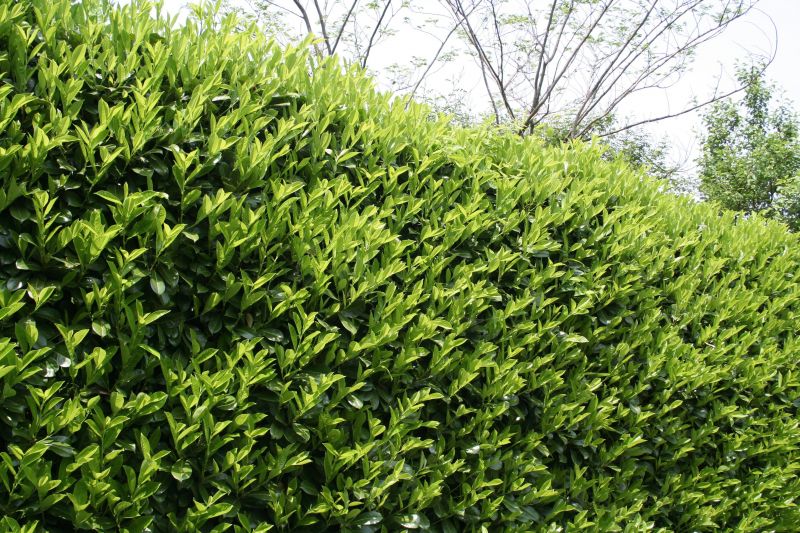 Mature Laurel Plant