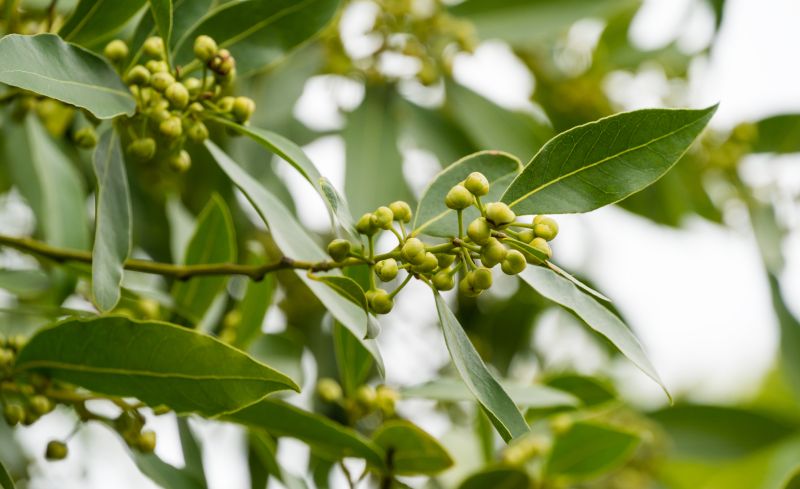 Laurel Cutting Preparation